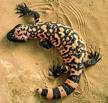 十大最毒蜥蜴第一名图片