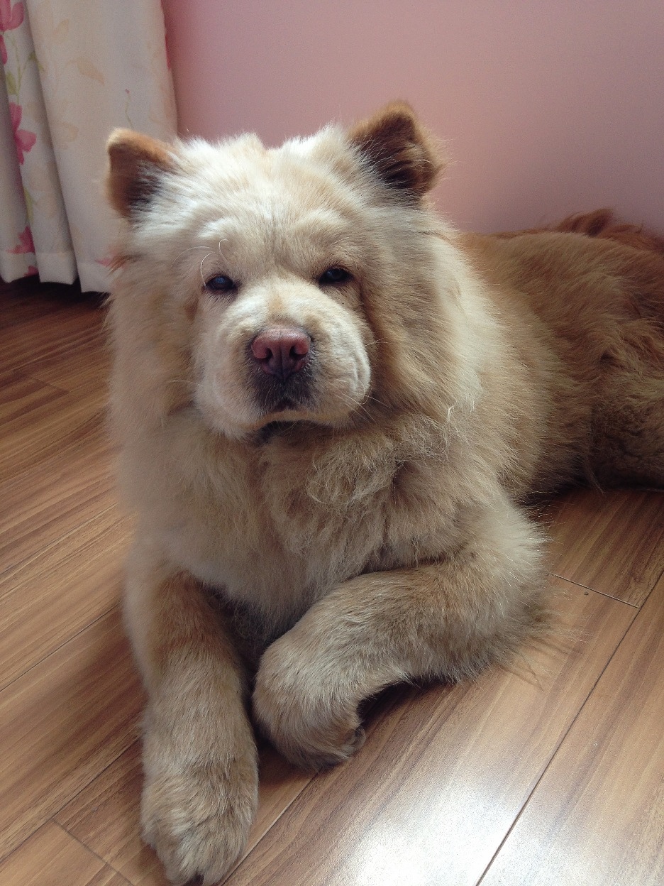 大熊,女孩,大脾气松狮犬