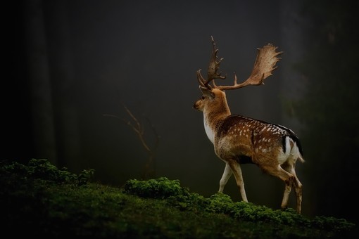 deer dear,deer 鹿 小鹿,deer,鹿