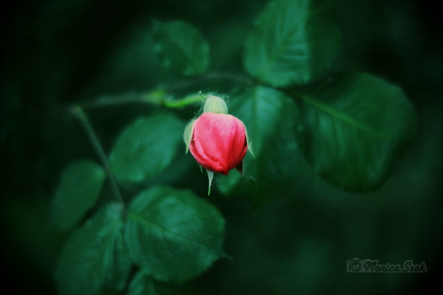 蔷薇 花 花苞-堆糖,美好生活研究所