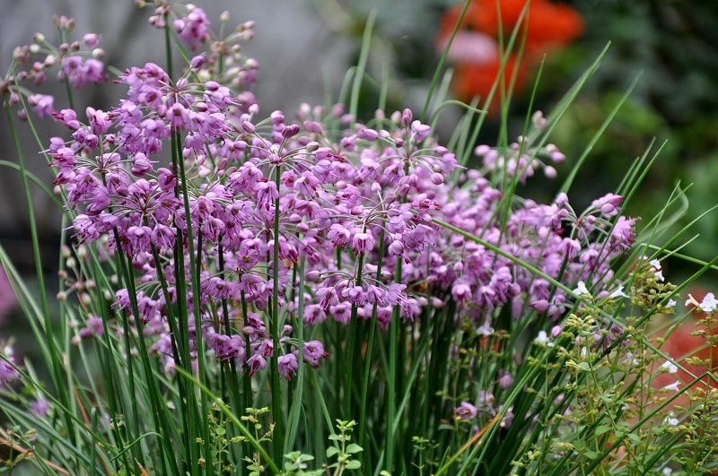 法国小葱开花拉.