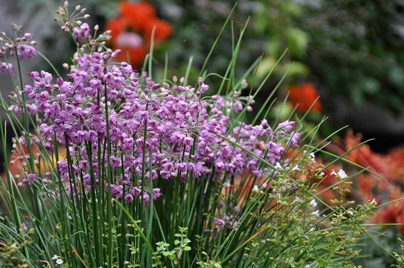 法国小葱开花拉.