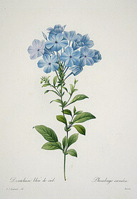 by pierre joseph redouté,/蓝雪花,又叫"蓝花丹"或者"蓝花矶松",原