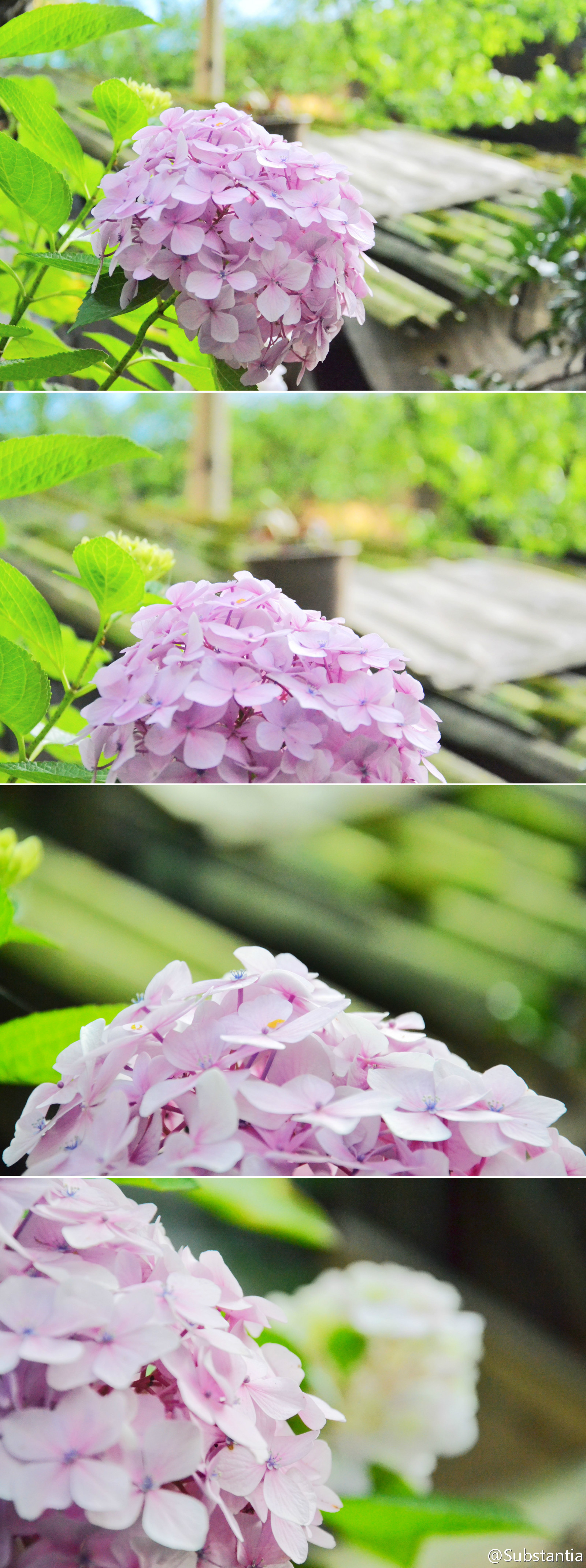 紫阳花