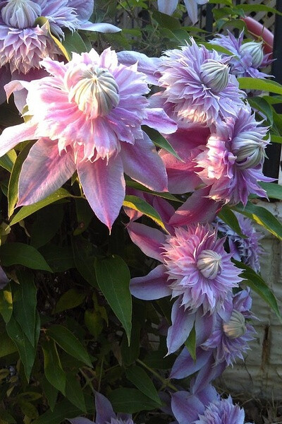 铁线莲"约瑟芬"clematis josephine:花朵为漂亮的重瓣花,浅粉花瓣中有