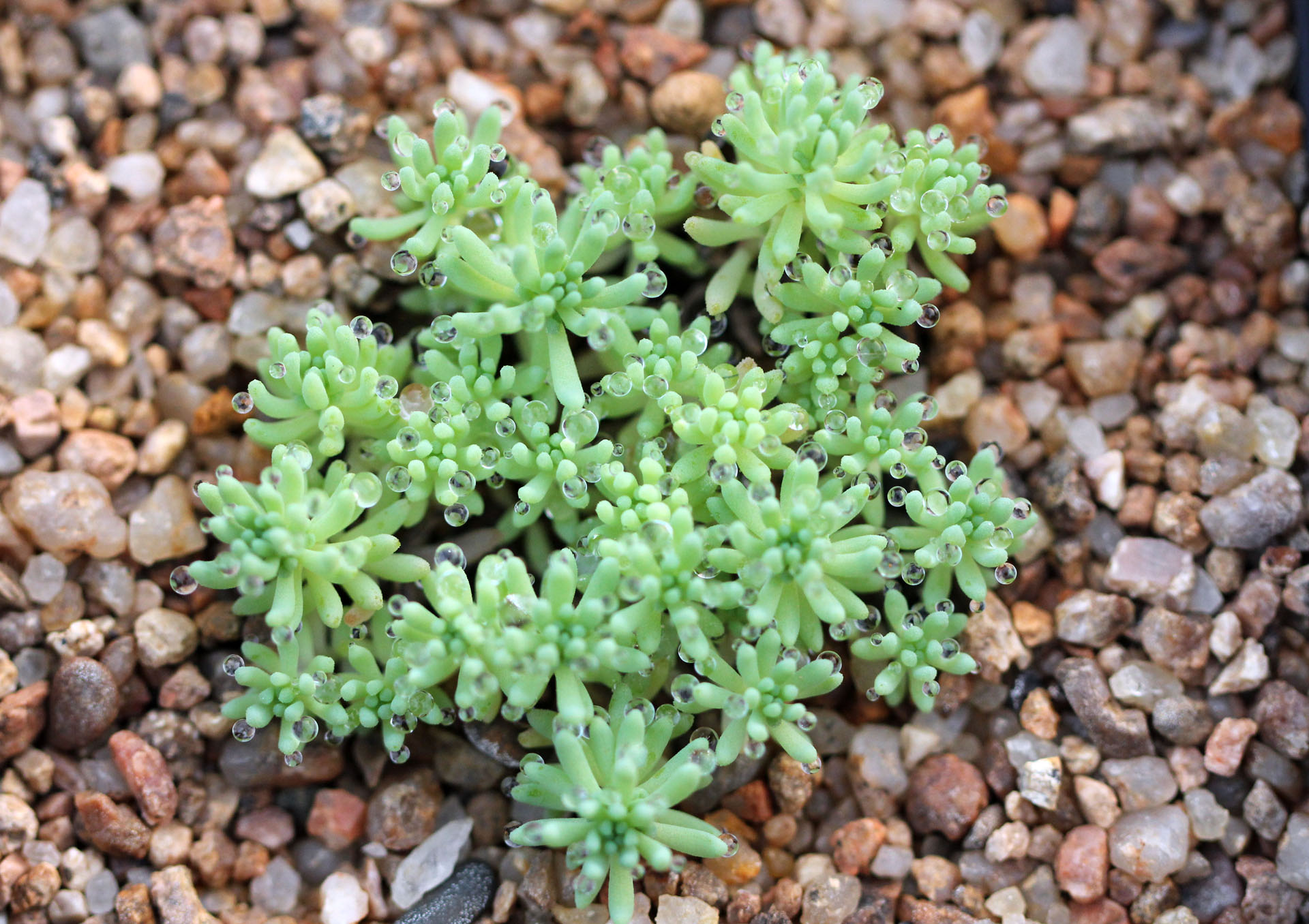 多肉植物 掌上花园--薄雪万年草 清晨--你牵了谁的手.拨动--谁的铉.