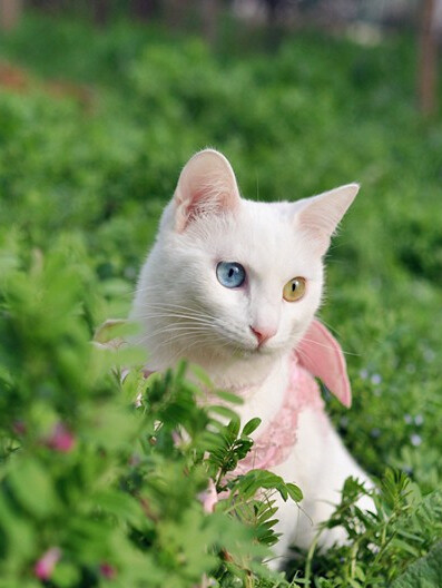 遇见你的猫白色鸳鸯眼图片