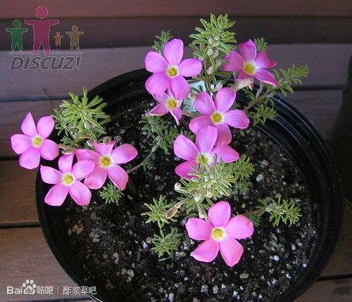 长发酢浆草 oxalis hirta