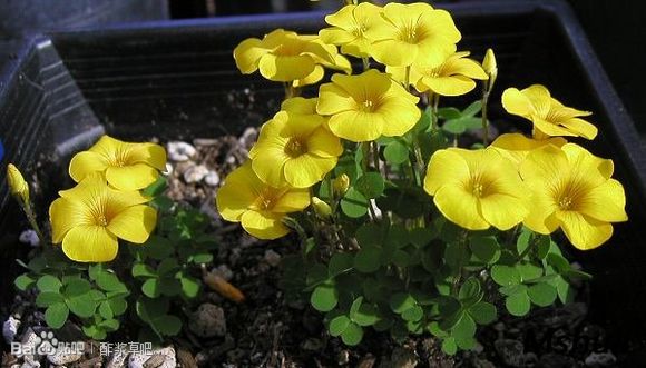 oxalis peridicaria(lobata) 叶状酢浆草
