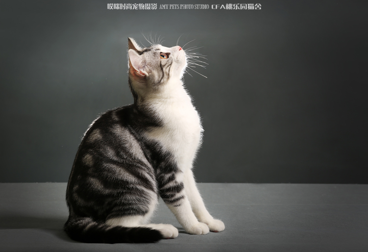 桃乐园美猫贝贝&但丁 感谢沈阳amy时尚宠物摄影机构的精彩拍摄!
