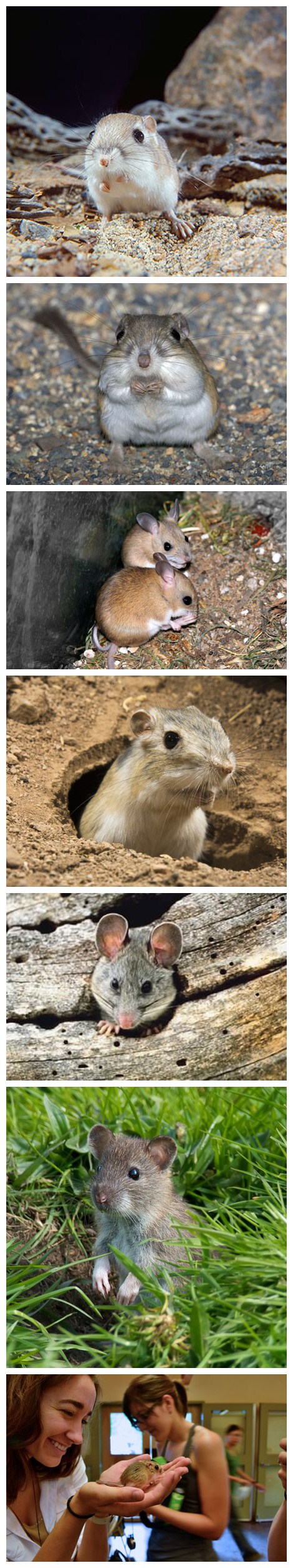kangaroo rat,evaporative kangaroo rat