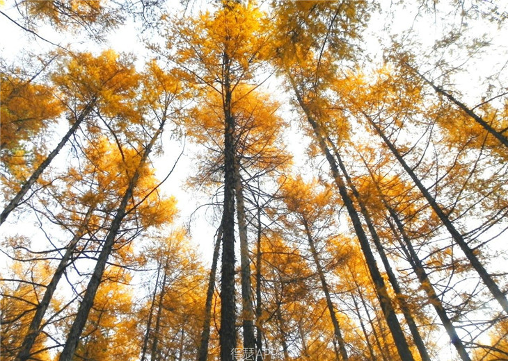 北部的兴安落叶松林是我国唯一的寒温带落叶针叶林(落叶松)分布区,它