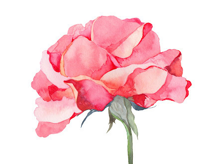 花素材图片大全 Uc今日头条新闻网