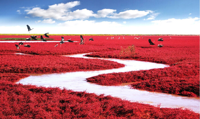 red beach, panjin, china-红海滩,盘锦,中国:著名的红海滩风景区坐落