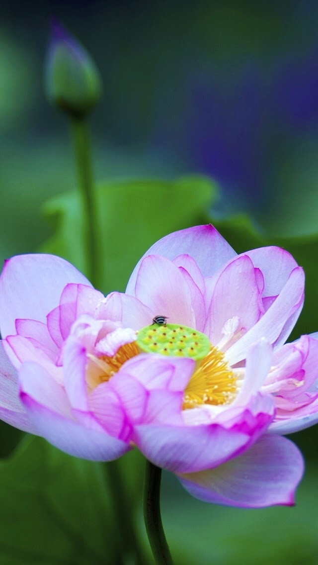 iphone5壁纸,莲花,粉红色,花儿