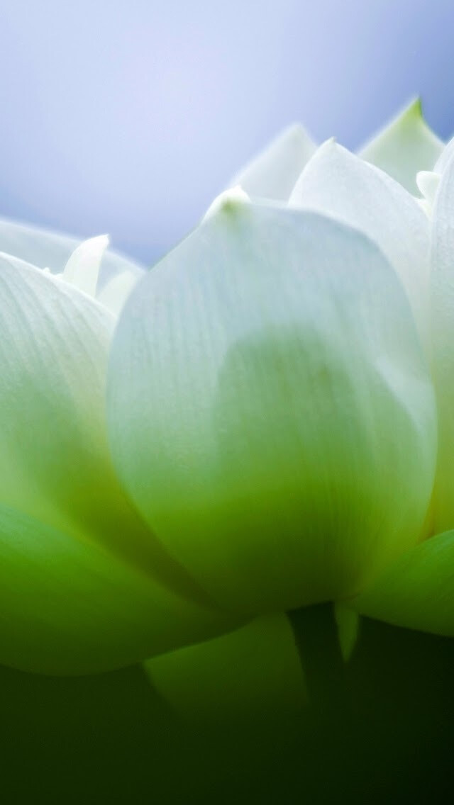 iphone5壁纸,莲花,花儿,白色