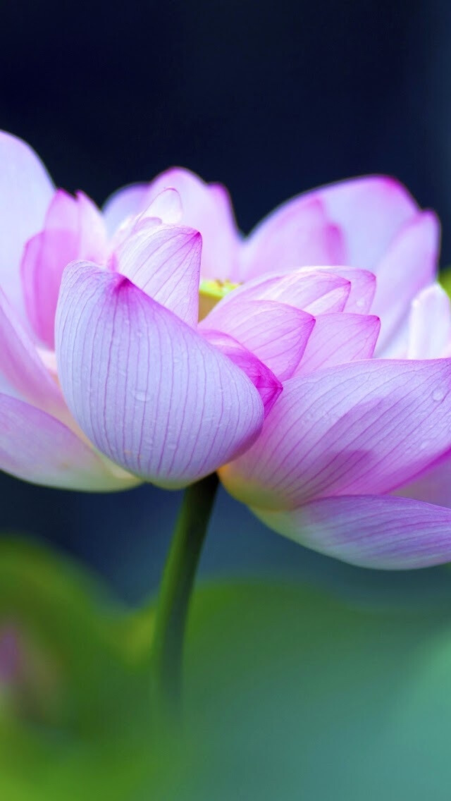 iphone5壁纸,莲花,粉红色,花儿