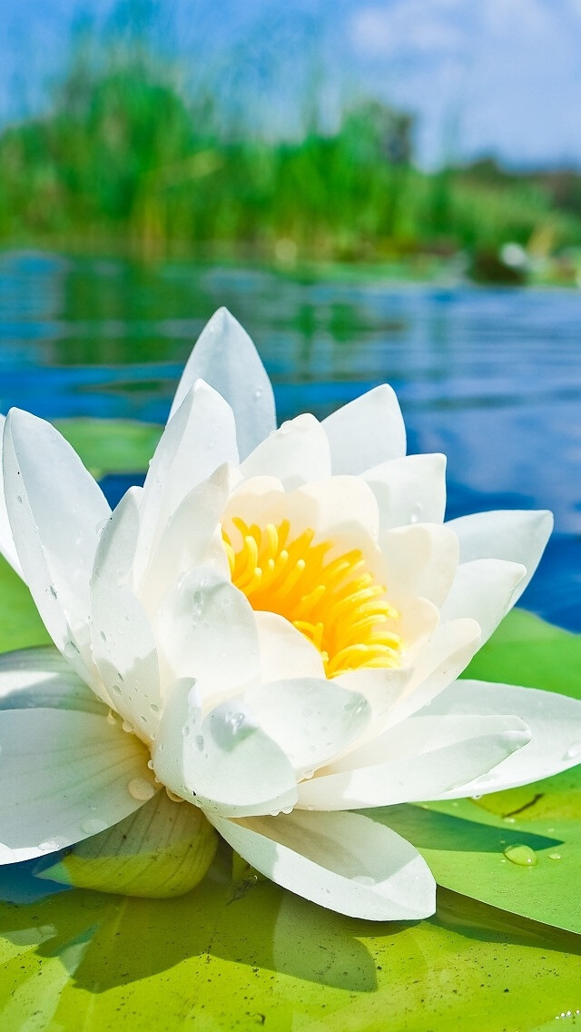 iphone5壁纸,莲花,白色,花儿