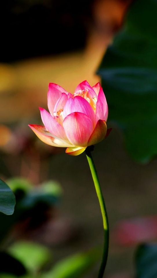 iphone5壁纸,莲花,粉红色,花儿