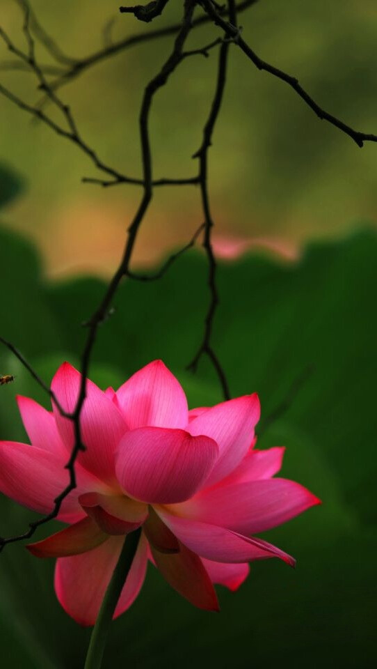 iphone5壁纸,莲花,粉红色,花儿