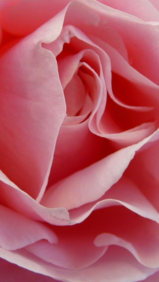 iphone5壁纸,玫瑰,花儿,蔷薇,粉红色