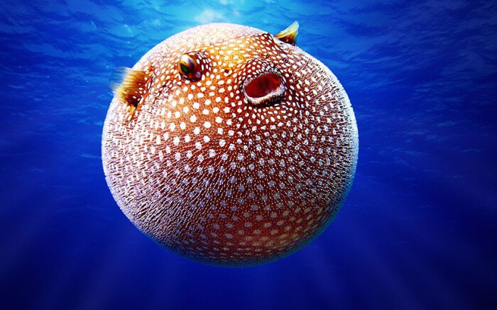 生活在太平洋海域的白点叉鼻鲀,当它们完全膨胀时,体长可以达到50厘米