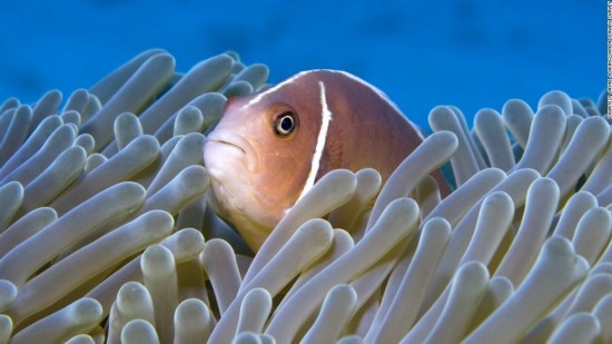 藏在丝状礁里的海葵鱼