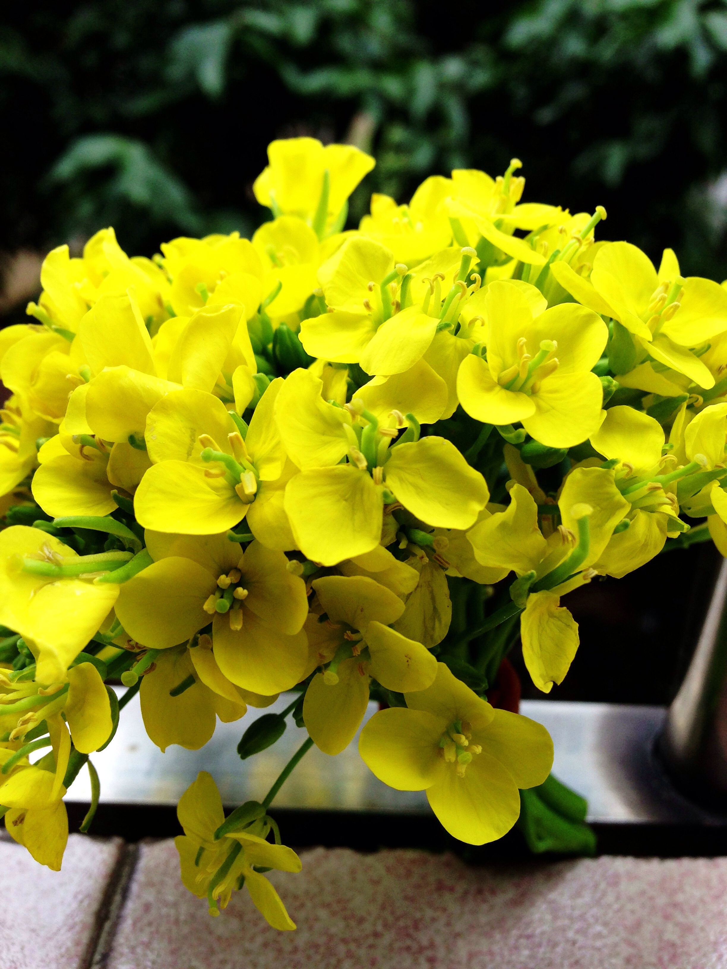 晒绿植 菜心上摘下来的花