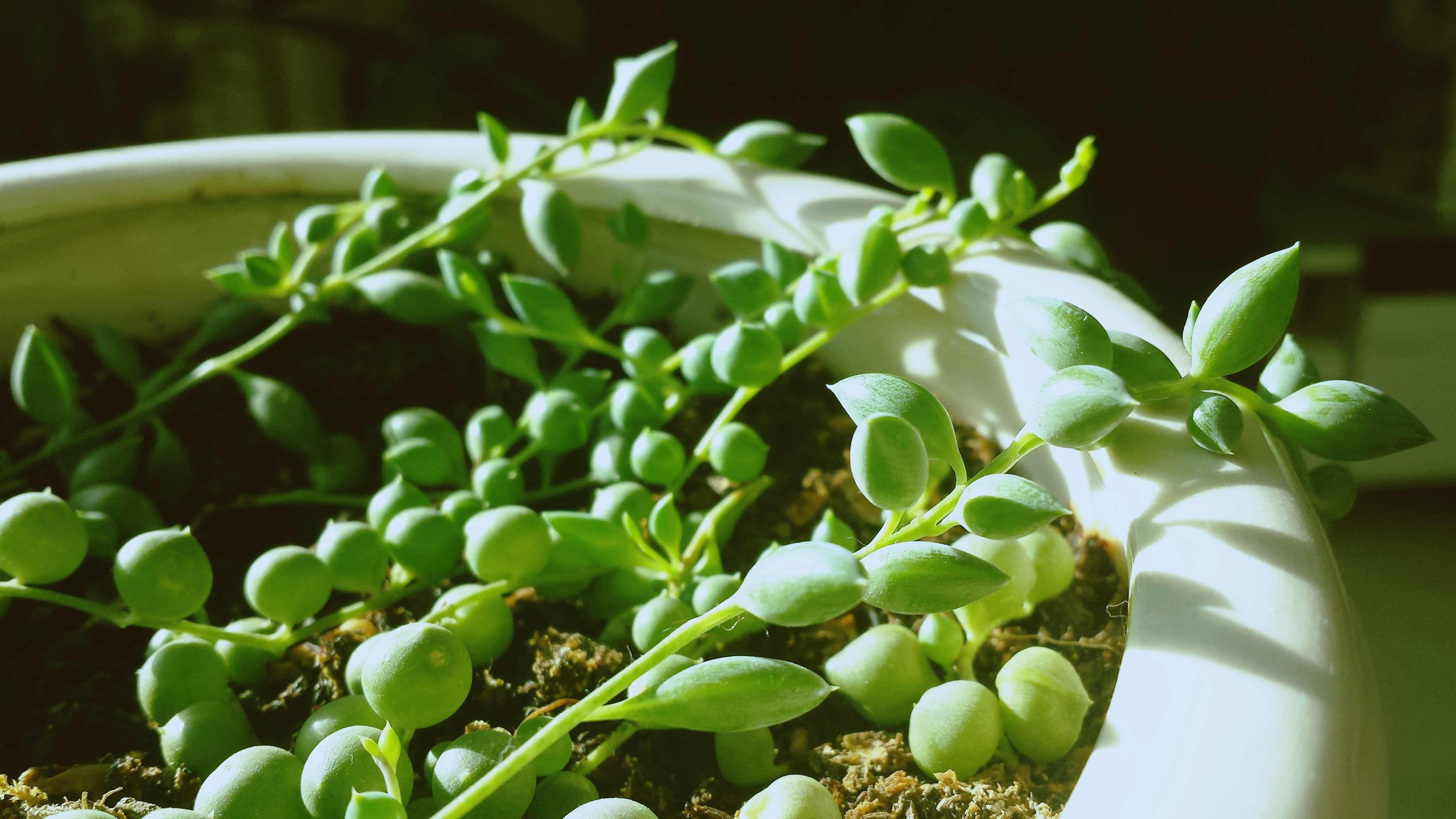 晒绿植之情人泪