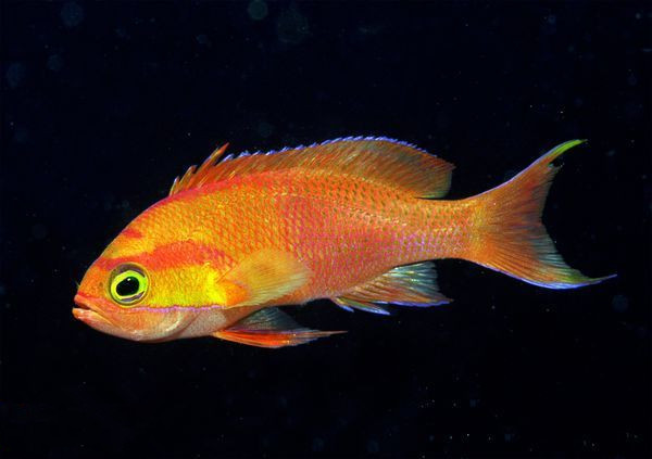 拟花鮨:这种漂亮的鱼栖息于印度尼西亚深海珊瑚礁