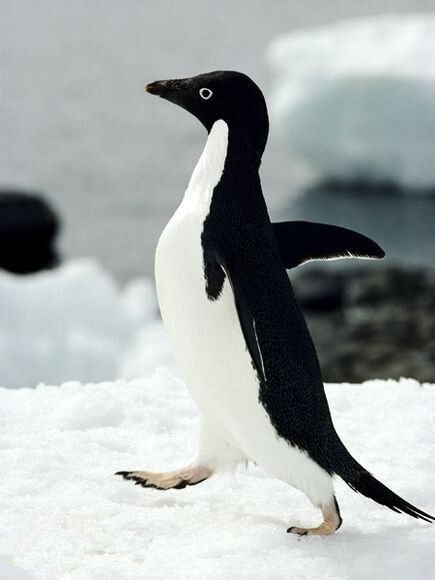 这只阿德利企鹅展开翅膀,蹒跚穿过一个南极聚居地