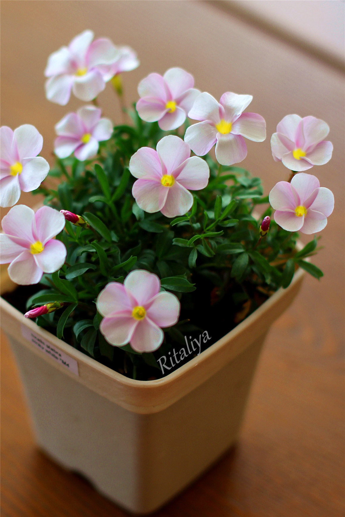 {pink withe} 放哪都很美,\酢浆草\花\植物