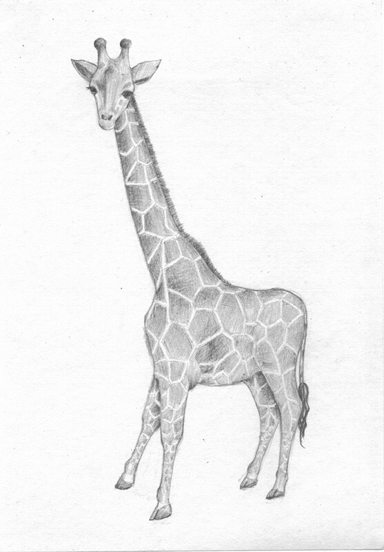 长颈鹿素描画图片