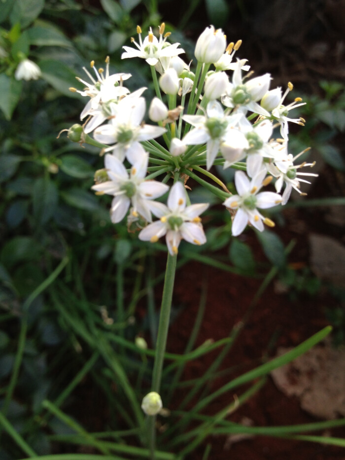 韭菜花!