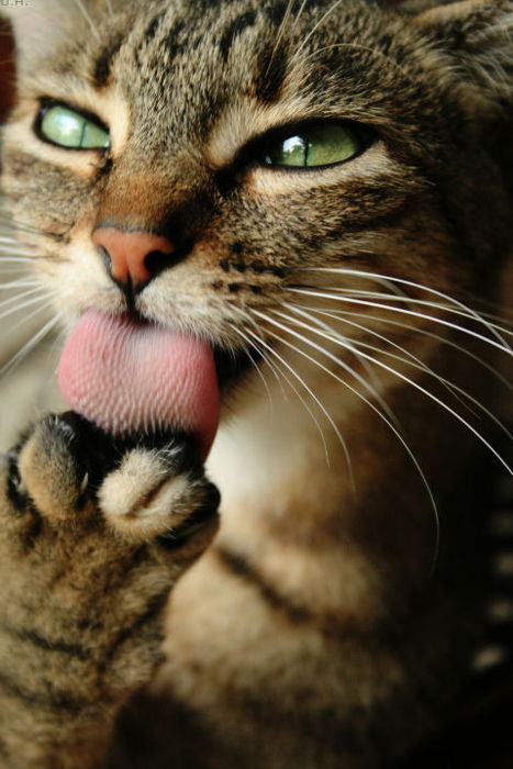 猫舌かぐbilibili图片