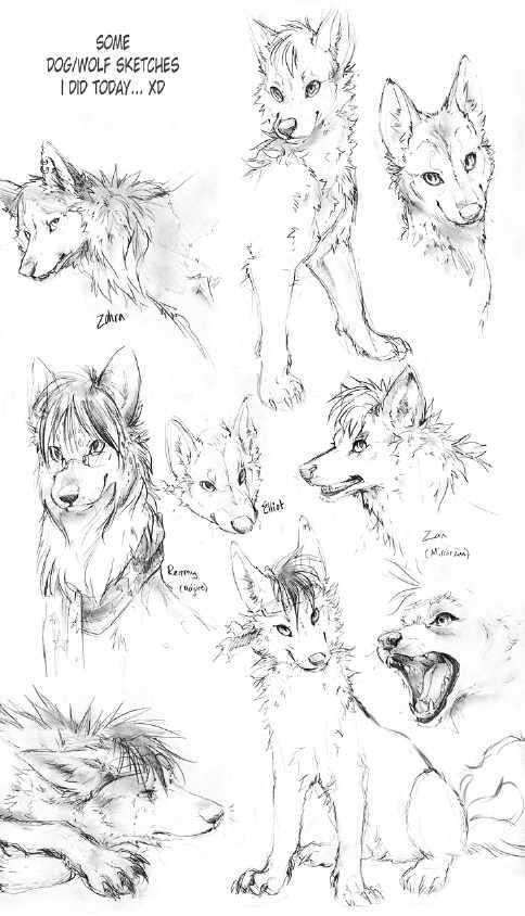 狼