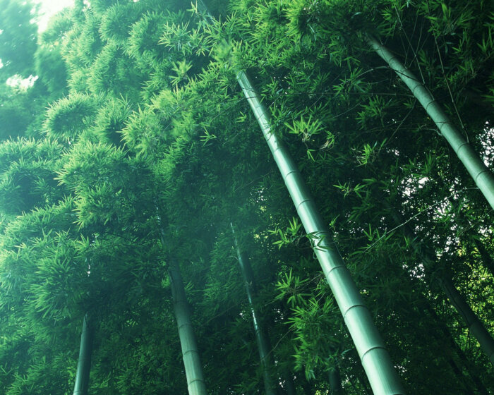 竹林