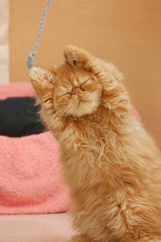 懒猫猫.