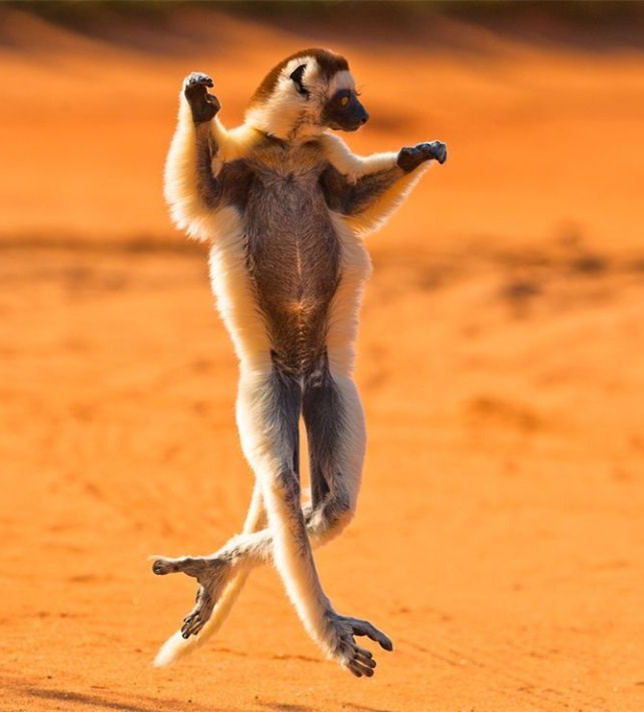马达加斯加的一只维氏冕狐猴,正在展现自己的跳跃能力