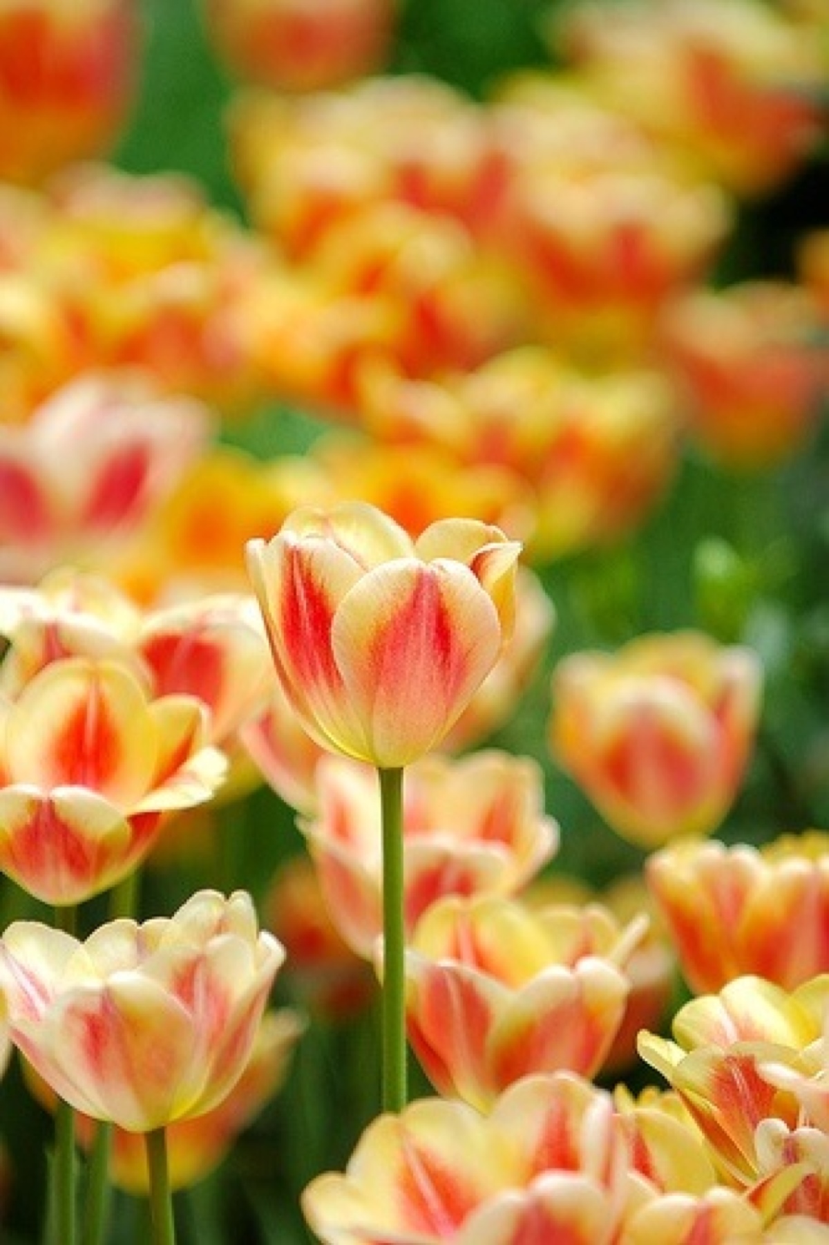 荷兰 库肯霍夫公园 美丽的郁金香