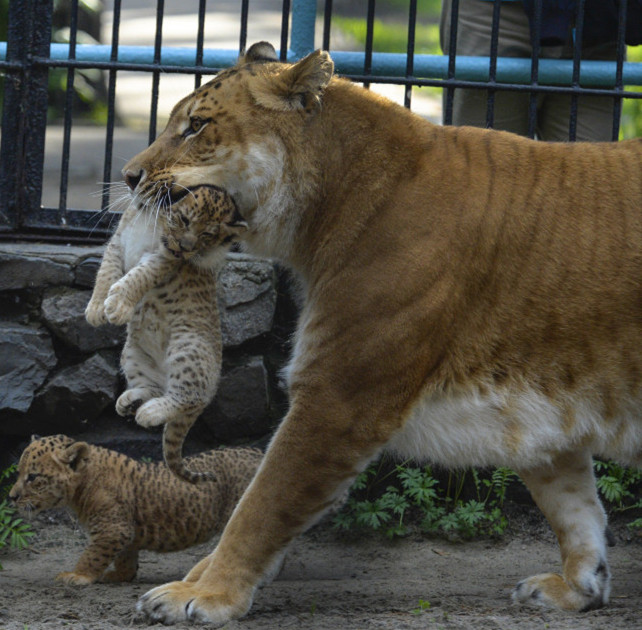 俄罗斯新西伯利亚动物园产下罕见狮狮虎幼崽