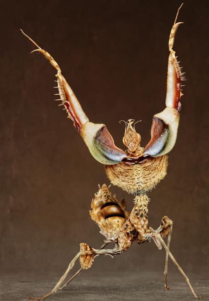 十大恐怖螳螂图片