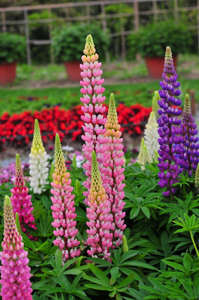 多叶羽扇豆:原产美国西部.生于河岸,草地和潮湿林地.