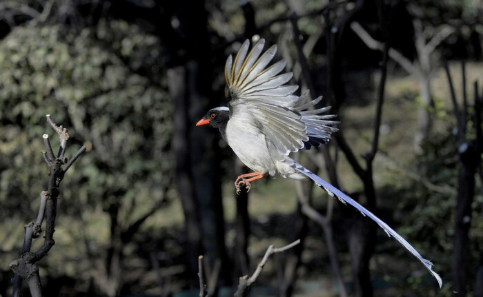 红嘴蓝鹊即中国神话传说中的青鸟:昆仑神话中的主神西王母是吉祥与