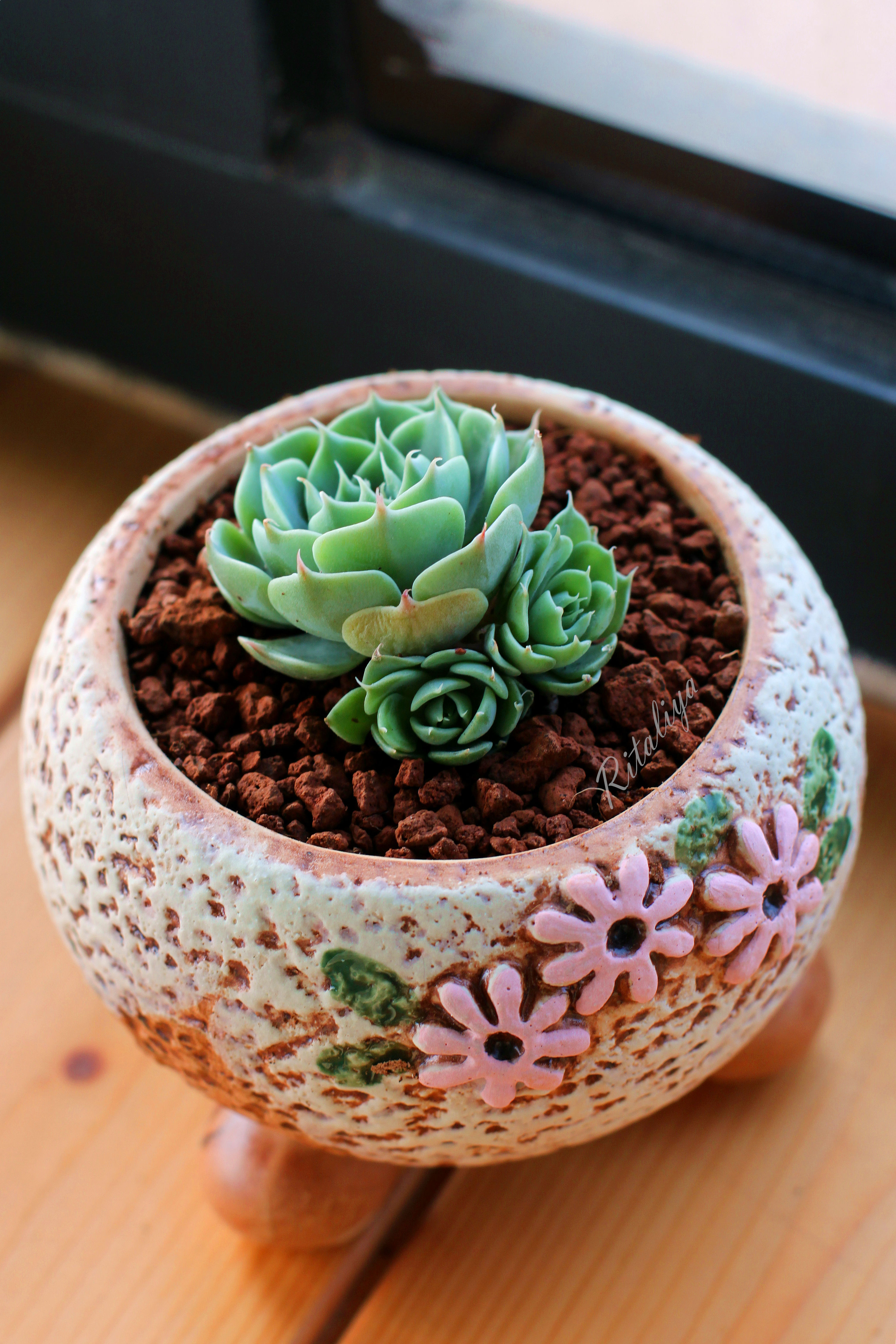 {.玛格丽特.}应该是这个名字吧···莲花状的我就爱!