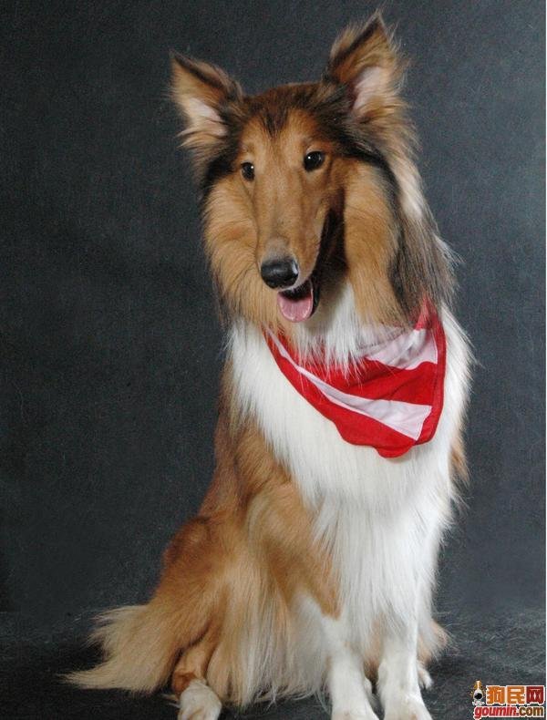 全名: 苏牧/苏格兰牧羊犬 简称: 苏牧 英文名: rough collie 类型