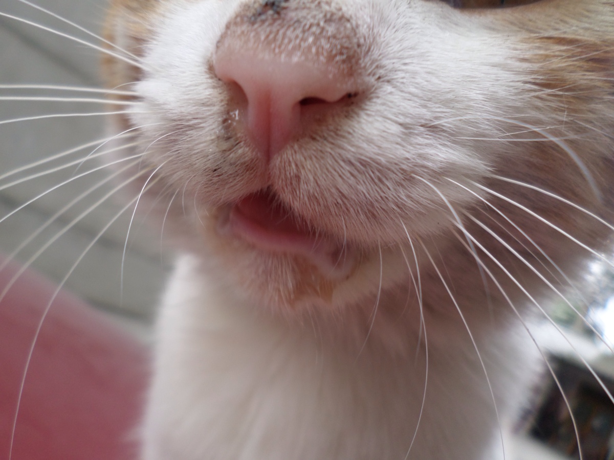 猫咪嘴巴正常图片图片