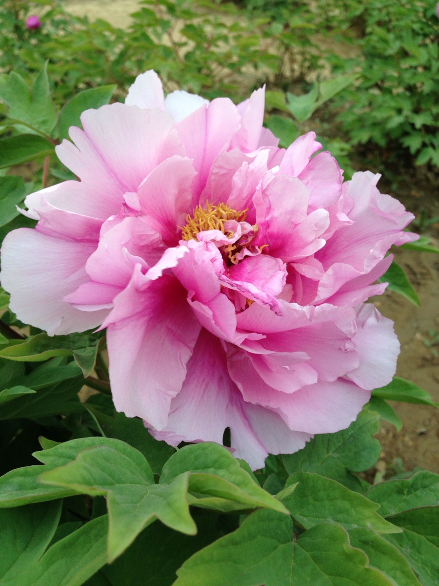牡丹花 