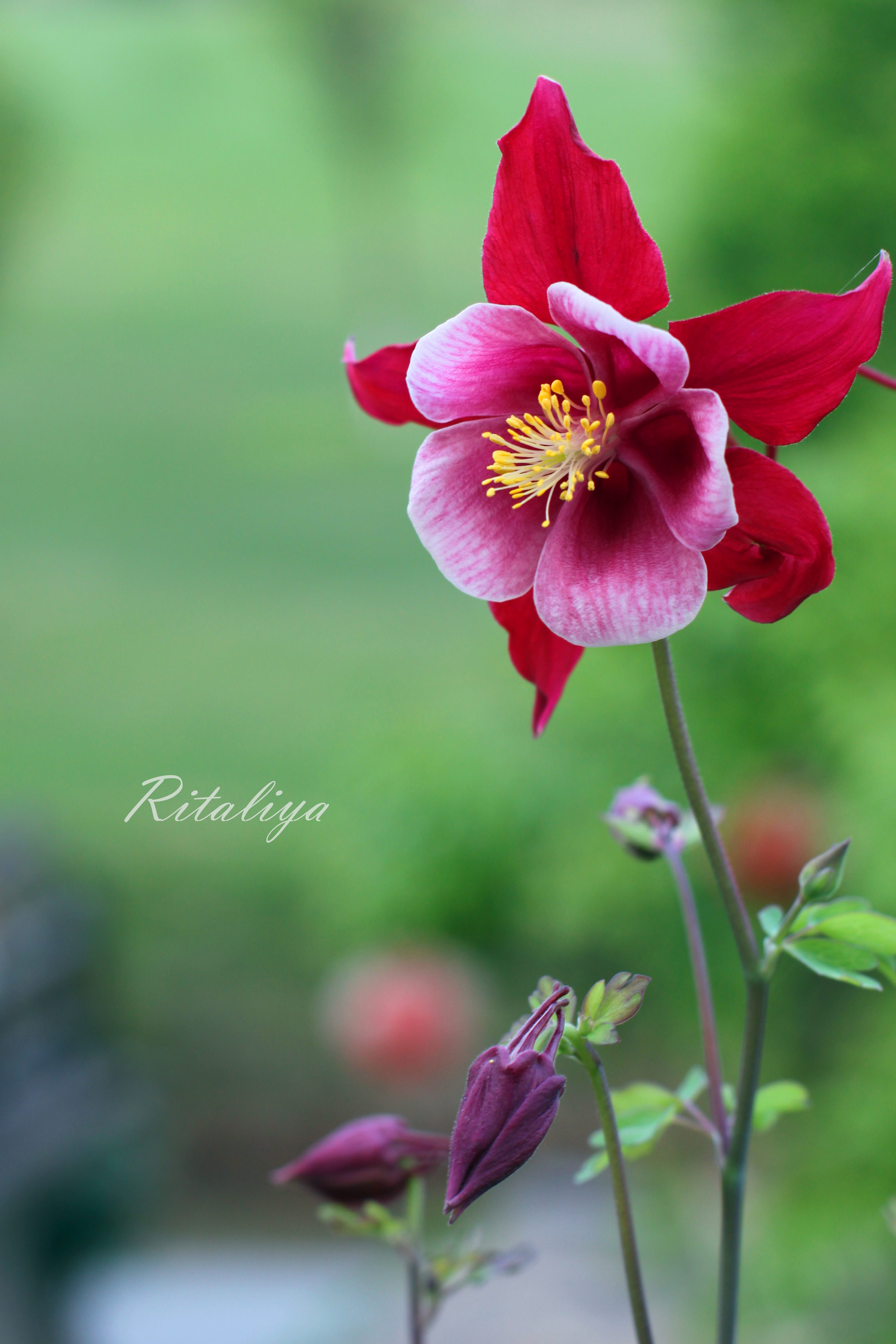 非常奇特的花朵,买小苗种的~完全不怕冷,下雪天就丢在外面,不娇气,成