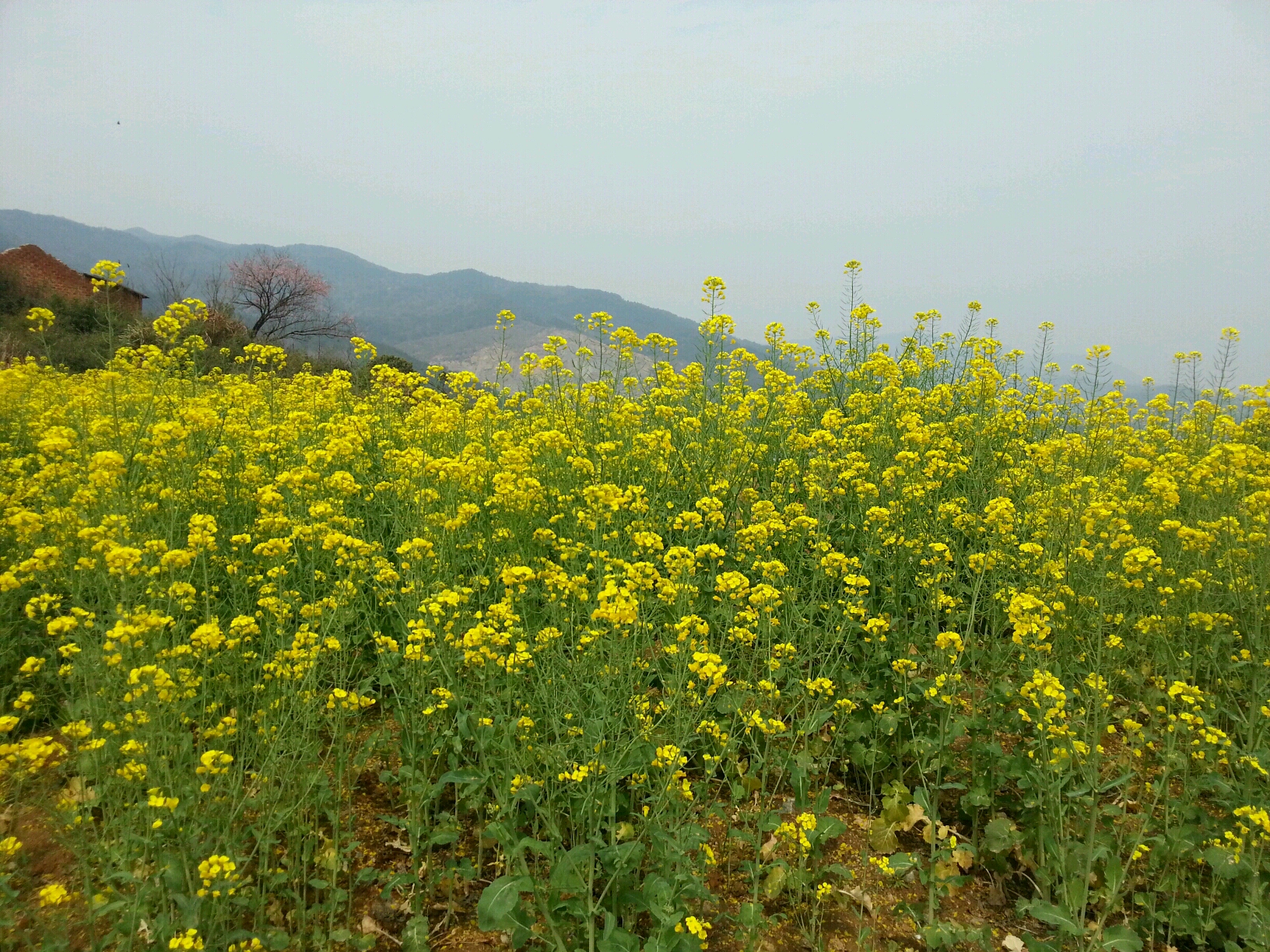 那满满一片油菜花
